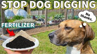 How To STOP DOG DIGGING And Eating Fertilizer In The Garden For Good!