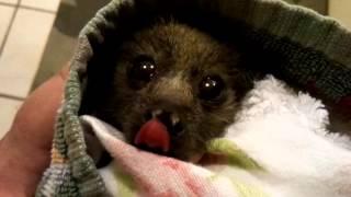 Orphan Baby Bat Bunny Makes Sweet Chirping Sound.