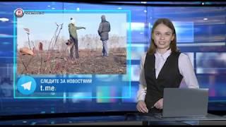 Предпринимательница из Тамбовского района разводит черноплодную рябину