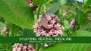 Studying Herbal Medicine: What School Should I Go To?