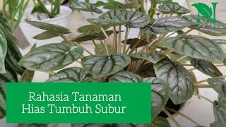 (Part 2) Tips Lengkap Merawat Tanaman Hias Bagi Pemula Agar Tumbuh Subur