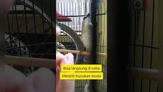 Melatih trucukan muda sampai galak bulbul