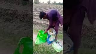 Sindh former farming work #shorts#shortvideo#former#budho siyal vlog