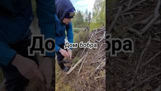 Болото. Интересная находка! Большой дом бобров #бобры #витебск #болото #пешийтуризм #поход #беларусь