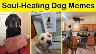 Soul-Healing Dog Memes That Are Cute And Funny At The Same Time (NEW) || Funny Daily