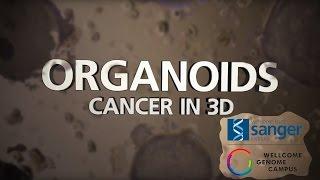 Organoids: Cancer in 3D - Sanger Institute