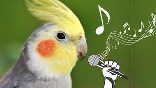 Happy cockatiel  bird singing in nature  