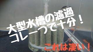 ガーパイク野外水槽 最強の投げ込み式濾過 水作ジャンボのみで維持できます！