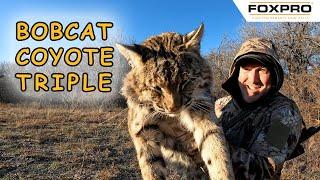 HUGE Tom Bobcat and Coyote Double On The Same Stand!