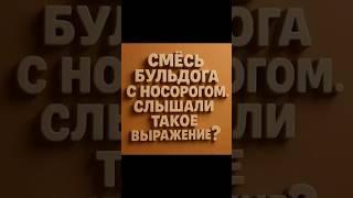 Выражение смесь бульдога с носорогом #юмор #смешныеживотные #нума