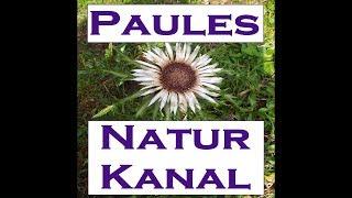 PaulesNaturKanal INTRO