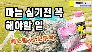 마늘 심기전 꼭 해야할 것, 베노람 vs 모두싹