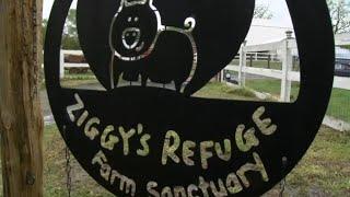 Caswell County animal refuge featured in Disney+ film 'Pets'