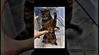 Others Cat Acting Vs This Cat| #trollface #usashorts #usa #viral #trendingshorts