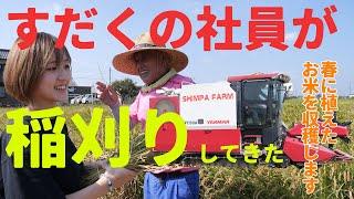 【必見】社員で春に植えたお米を稲刈りしてきました！すだくのお米の秘密！