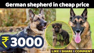 german shepherd under 5000 | Science City | Kapurthala | Dog Puppy Price 2023