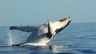 Chant des baleines