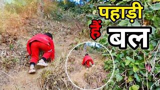 पहाड़ी बच्चे इतने तेज  होते हैं?  || village lifestyle vlogs|| Uttarakhand wali vlogger