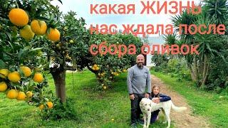 96. Размеренная ЖИЗНЬ семьи на АПЕЛЬСИНОВОМХУТОРЕ. После сбора оливок жизнь снова налаживается.