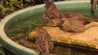 Passer domesticus beim baden - takes a bath