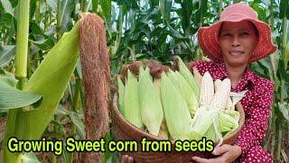 Growing Sweet Corn From Seeds In Garden / How to grow sweet corn from seeds/ Sweet Corn by NY SOKHOM