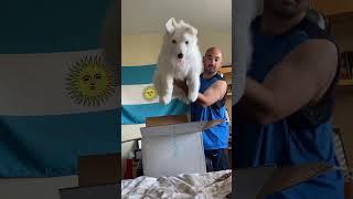 Large 24 inch Dog Plushie Unboxing! | MyPetsies©