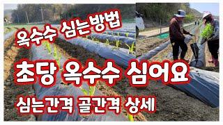 초당옥수수 심는방법 골 간격 포기간격 [옥수수재배방법]