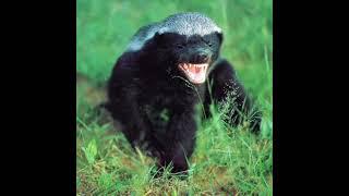 The Incredible Traits of the Honey Badger