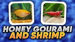 I Put Honey Gourami With Shrimp, Heres What Happened!