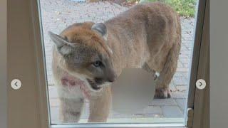 Alberta family has scary encounter with a prowling cougar