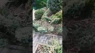 Обзор участка. Топиарные стрижки.