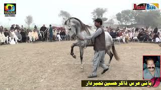 Nawab نواب l Nokar Ghazi Da نو کر غازی دا Horse Dance Dhari BHattian Nankana Sahib l 30 December