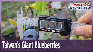 Bigger than a NT$50 coin: Giant blueberries grown by Hualien gardener