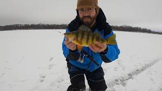 Jumbo Perch on Lake Onalaska