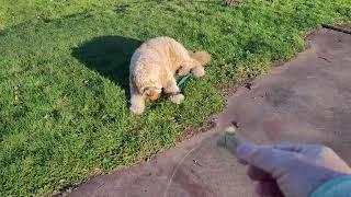 Fynn Likes The Ball... Nov. 30, 2024.