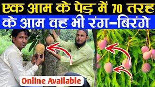 एक आम के पेड़ में 70 तरह के आम वह भी रंग-बिरंगे | Fruits Plant Nursery | Fruit Plant Variety India