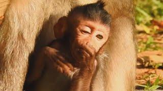 So Cute baby Monkey , Daily Monkey Post