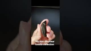 My non-Dinosaur #fossils #collection