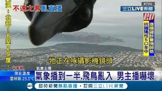 不速之客衝現場直播！ 美國氣象男主播播到一半"巨鳥衝入" 當場大叫嚇到忘詞｜記者 簡雪惠｜【國際大現場】20210429｜三立新聞台