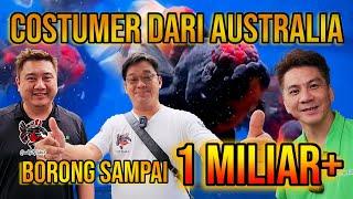 BORONG SAMPAI 1 MILIAR LEBIH ‼️ QUALITY GOLDFISH KEDATANGAN COSTUMER DARI AUSTRALIA‼️