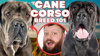 Is The Cane Corso A Good Or Bad Dog To Own