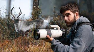 El MEJOR COMBO (cámara + objetivo) para EMPEZAR en FOTOGRAFIA de FAUNA  - RF 200-800mm