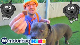 Blippi visita un Refugio de Animales | Blippi Españo | Videos educativos para niños