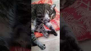 #ленивыйхачапури #полосатый #простой #котик