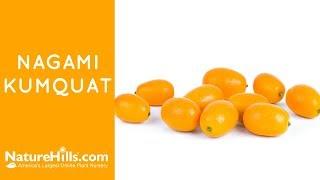 Nagami Kumquat | NatureHills.com