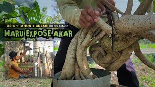 Waru Bonsai Branch Correction Expose Roots