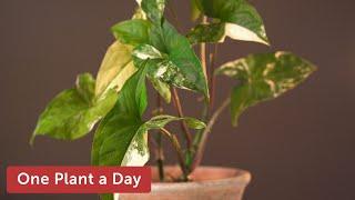 Syngonium podophyllum albo-variegatum (Variegated Arrowhead Vine) Houseplant Care — 21 of 365