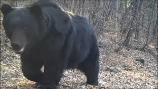 The Ussuri Brown Bear is the largest carnivore in northeast China