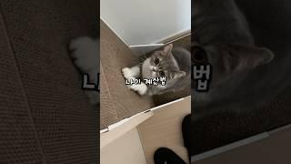 대부분 실수하는 고양이 나이 계산법
