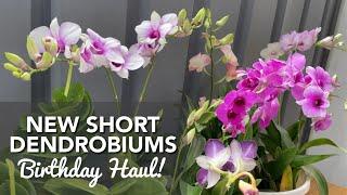 NEW SHORT DENDROBIUMS | Orchid Unboxing | Birthday Haul | Mini/Short Orchids | Mini Yaya Dendrobium